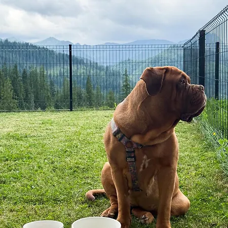 アパート Stone ザコパネ